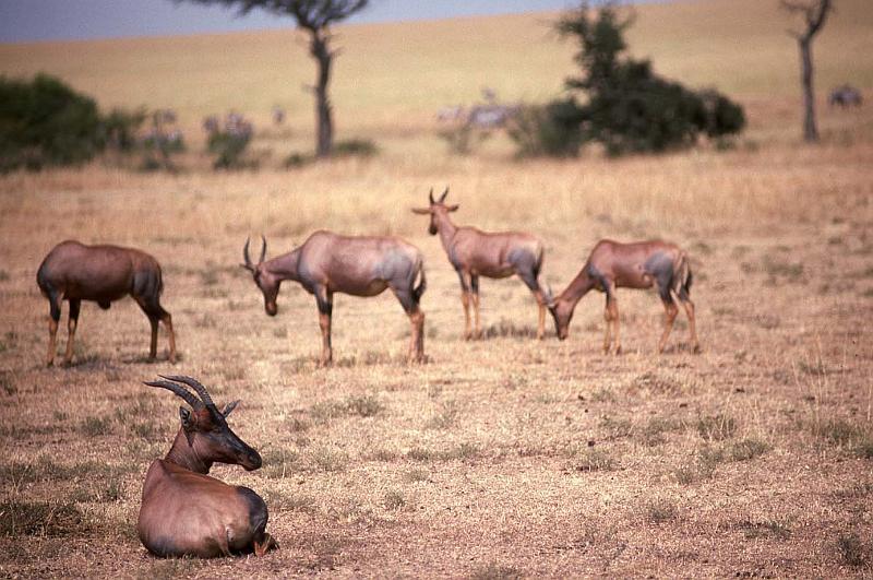 WT 1400 195-15 Kenya.jpg